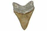 Serrated, Fossil Megalodon Tooth - North Carolina #344059-2